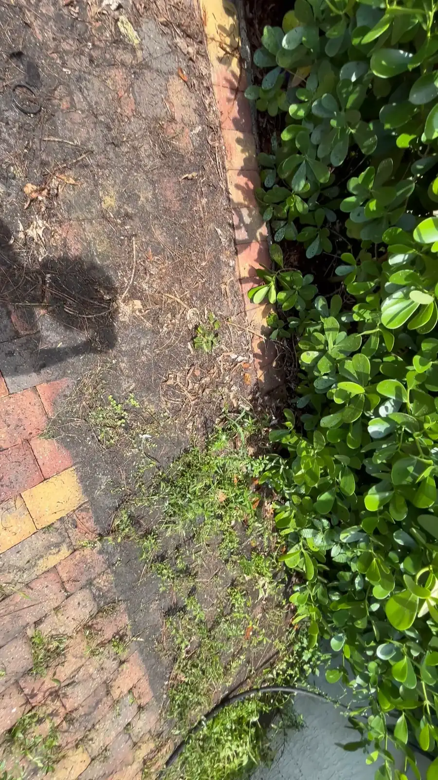 An overgrown brick walkway next to a hedge, before a yard cleanup