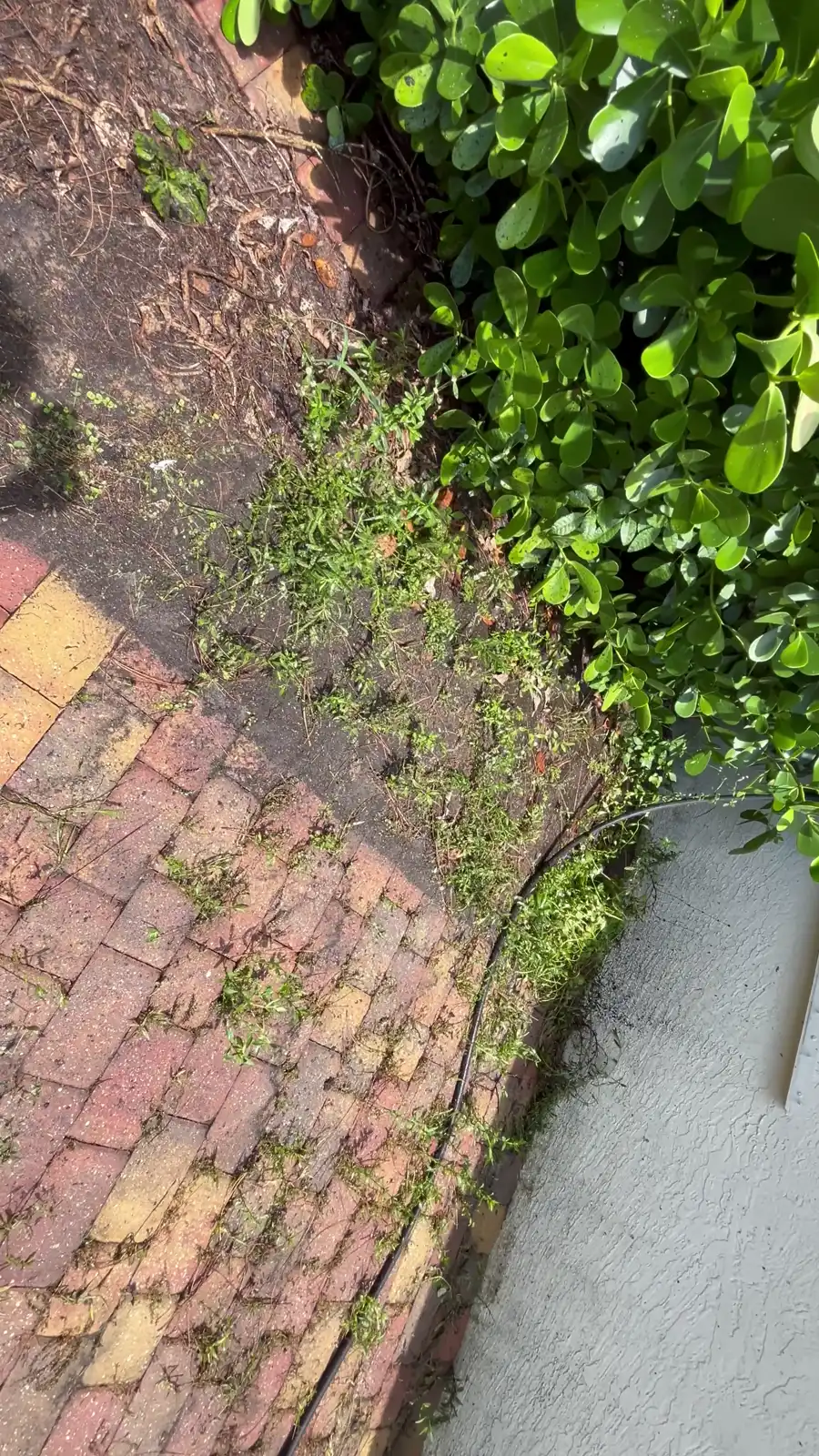 A gravel side yard cleared of weeds and raked smooth